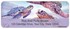 Steve Sundram Sea Turtles Address Labels Image 4