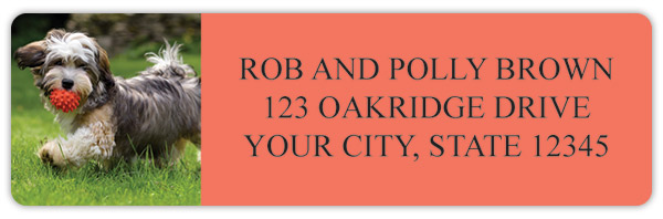 Havanese Address Labels