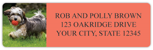 Havanese Address Labels